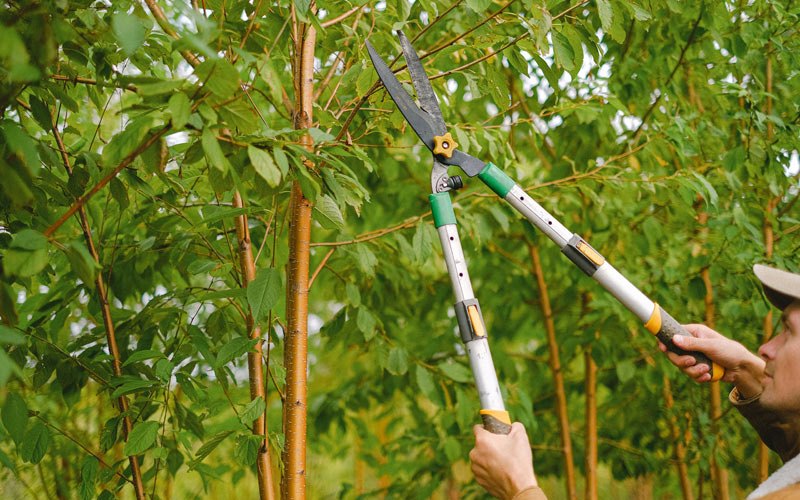 Tree trimming in Lawai, HI